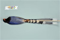 臺灣藍鵲藏品圖，第11張